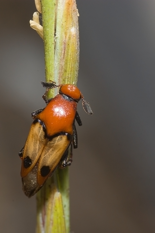 Macrosiagon tricuspidatum  (Ripiphoridae)