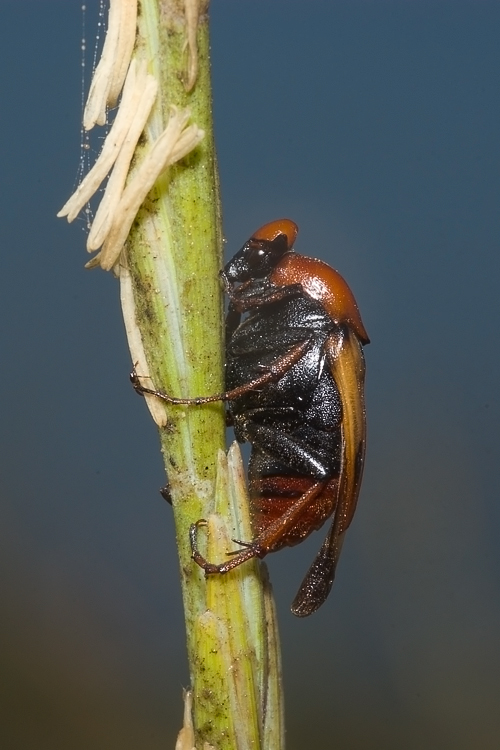Macrosiagon tricuspidatum  (Ripiphoridae)