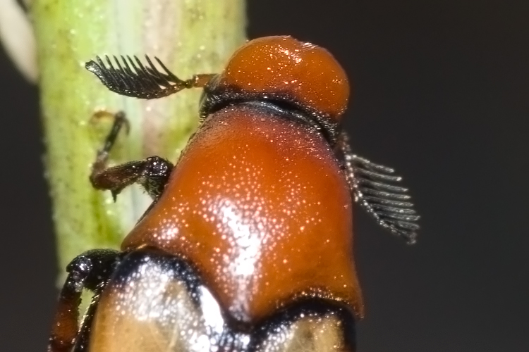 Macrosiagon tricuspidatum  (Ripiphoridae)