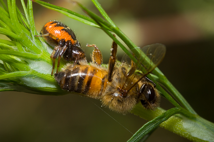 Il mistero della morte (scene di predazione di Thomisidae)