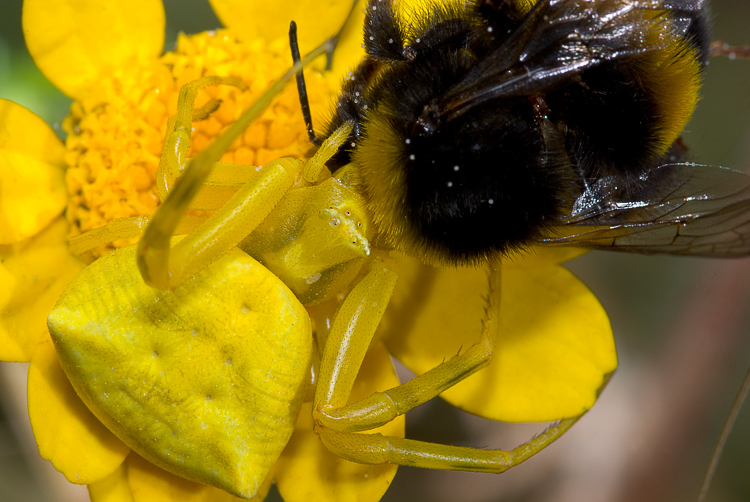 Il mistero della morte (scene di predazione di Thomisidae)