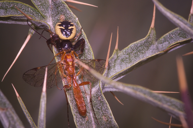 Il mistero della morte (scene di predazione di Thomisidae)