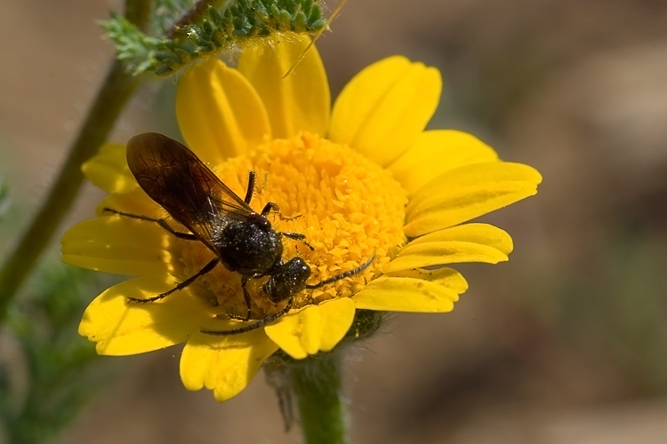 Tropidotilla litoralis (Mutillidae): l''accoppiamento.