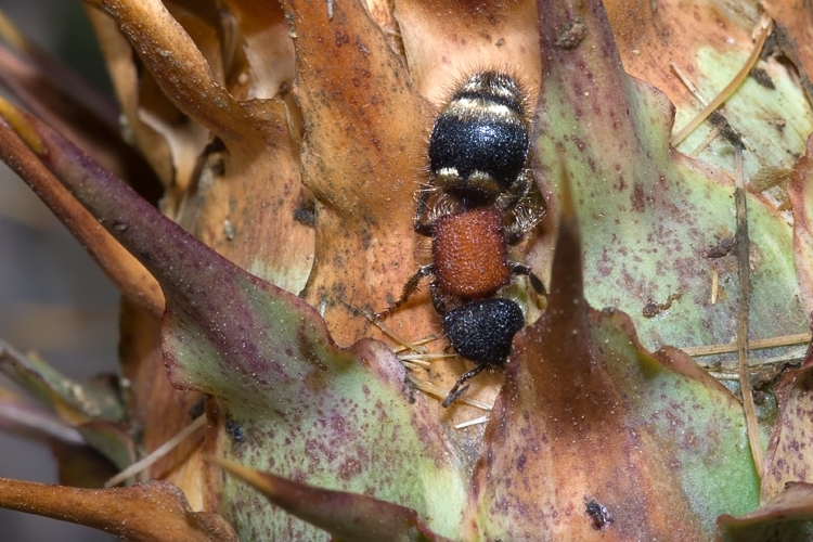 Tropidotilla litoralis (Mutillidae): l''accoppiamento.