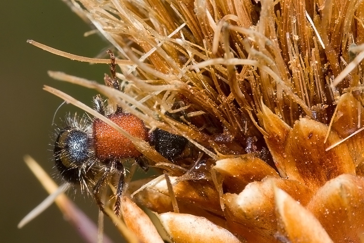 Tropidotilla litoralis (Mutillidae): l''accoppiamento.