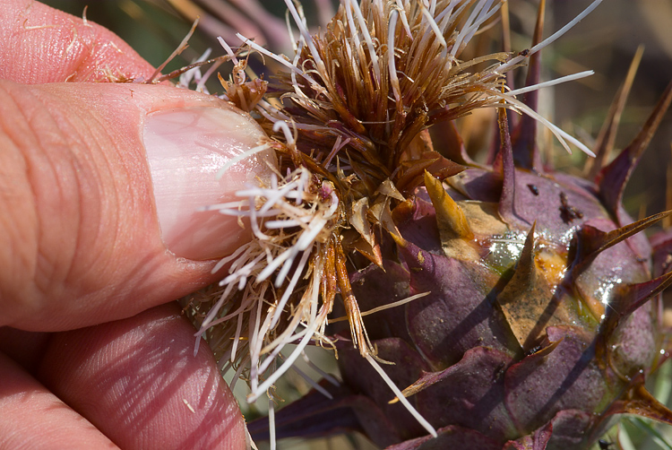 Tropidotilla litoralis (Mutillidae): l''accoppiamento.