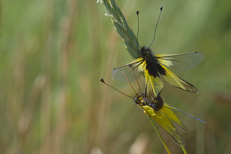 Libelloides latinus (Ascalaphidae)