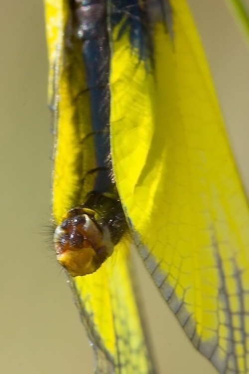 Libelloides latinus (Ascalaphidae)