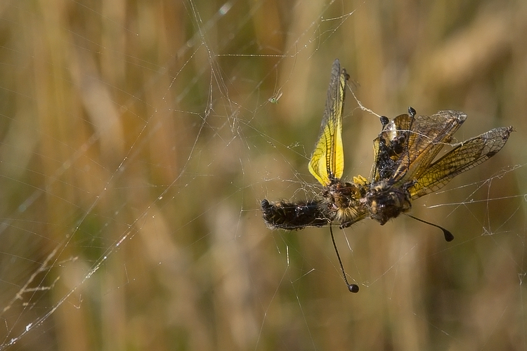 Libelloides latinus (Ascalaphidae)