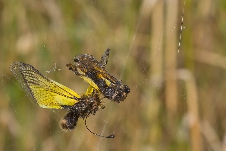 Libelloides latinus (Ascalaphidae)