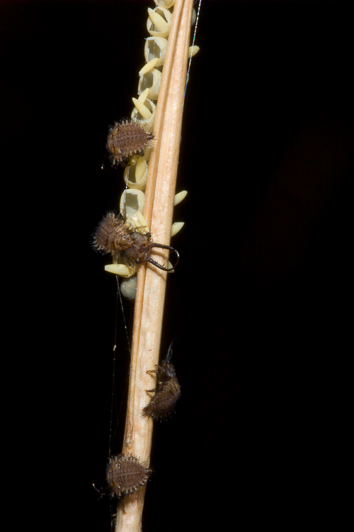 Libelloides latinus (Ascalaphidae)