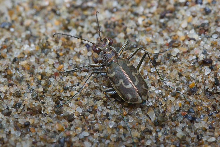 Cylindera trisignata