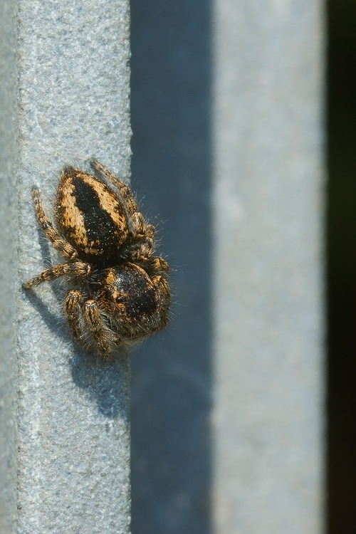 Philaeus chrysops