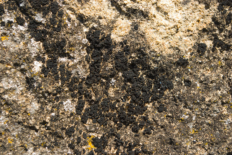 Diaccia Botrona . Isola Clodia - Collema sp.