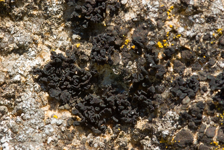 Diaccia Botrona . Isola Clodia - Collema sp.