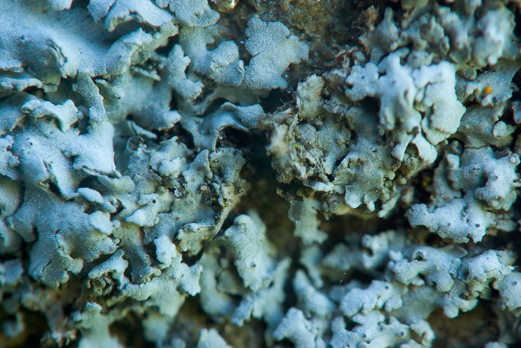 Diaccia Botrona . Isola Clodia - Lichene da det. 1