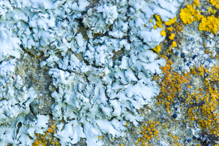 Diaccia Botrona . Isola Clodia - Lichene da det. 1