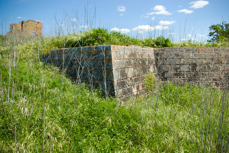 Diaccia Botrona . Isola Clodia - Collema sp.