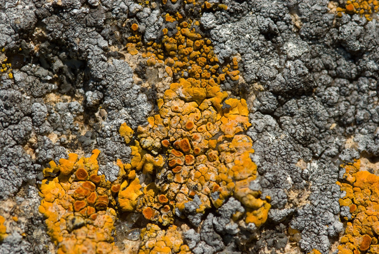 Diaccia Botrona . Isola Clodia - Caloplaca flavescens