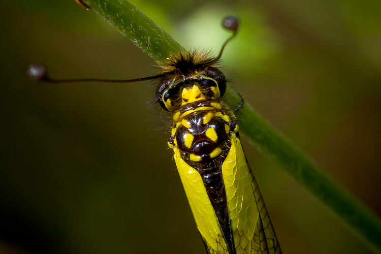 Libelloides latinus (Ascalaphidae)