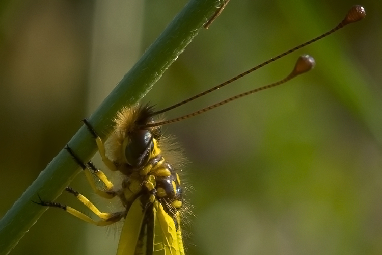 Libelloides latinus (Ascalaphidae)