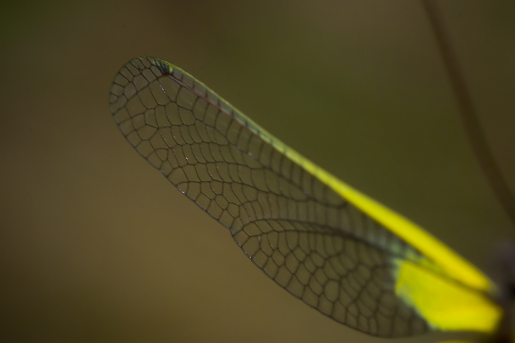 Libelloides latinus (Ascalaphidae)