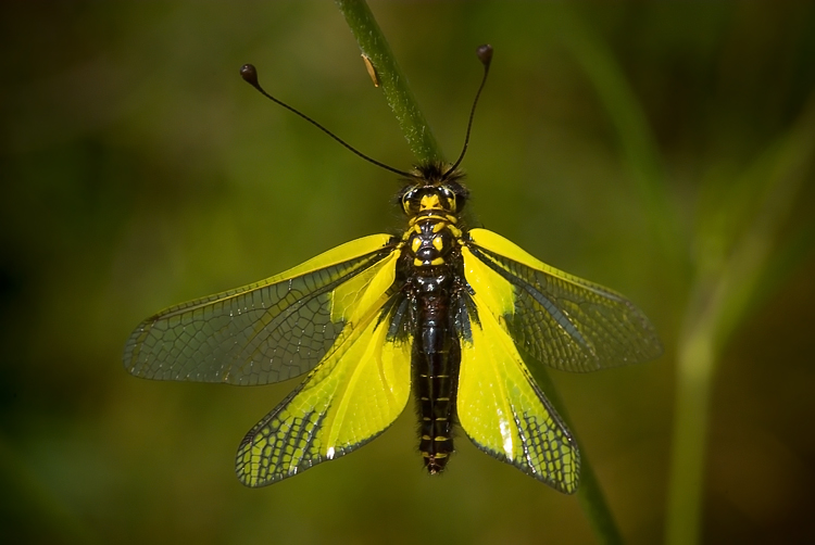 Libelloides latinus (Ascalaphidae)