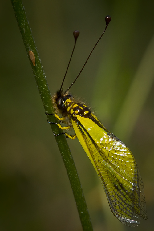 Libelloides latinus (Ascalaphidae)