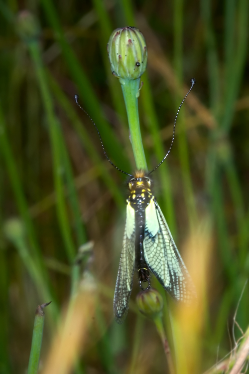 Libelloides latinus (Ascalaphidae): forma bianca