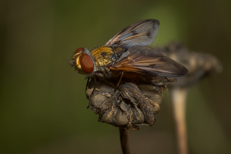 Ectophasia sp.