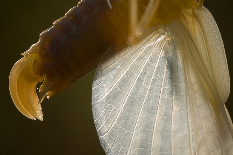 All''alba, la muta fra gli ulivi. Tylopsis lilifolia