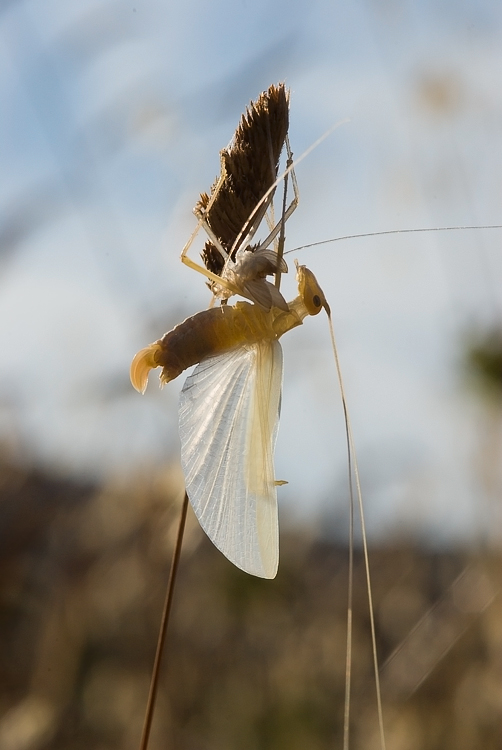 All''alba, la muta fra gli ulivi. Tylopsis lilifolia