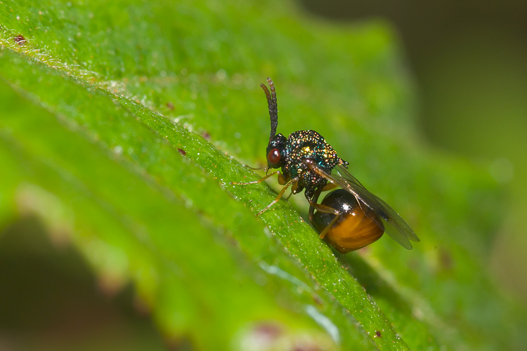 Stilbula cf. bella (Chalcidoidea)