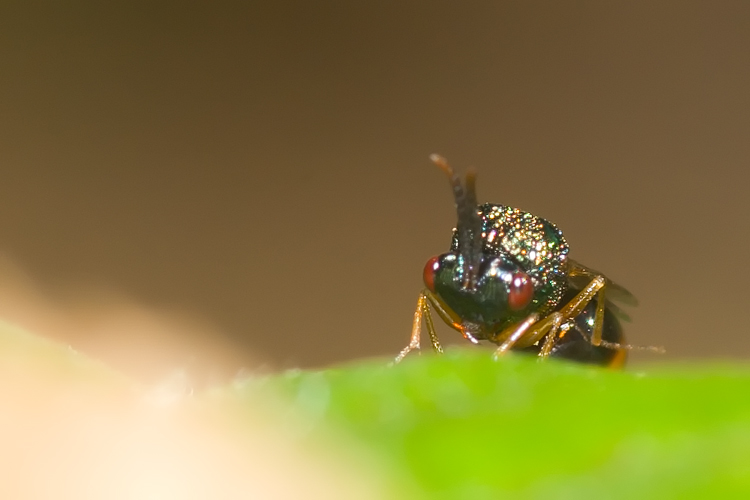 Stilbula cf. bella (Chalcidoidea)