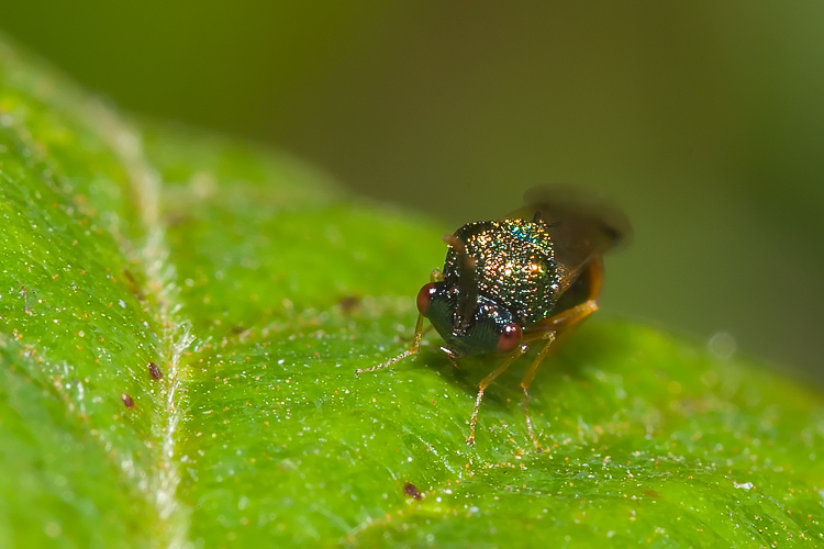 Stilbula cf. bella (Chalcidoidea)