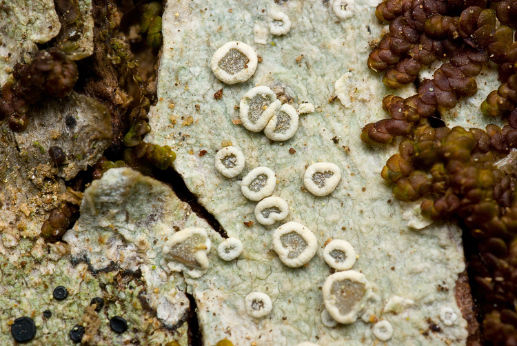 Lecanora leptyrodes