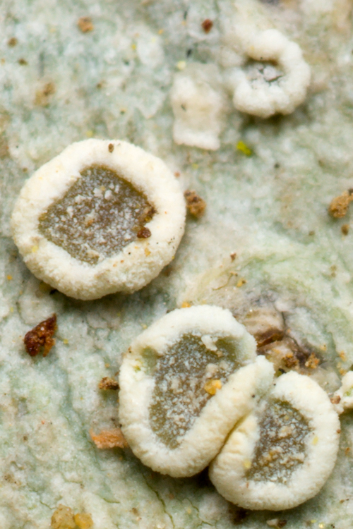 Lecanora leptyrodes