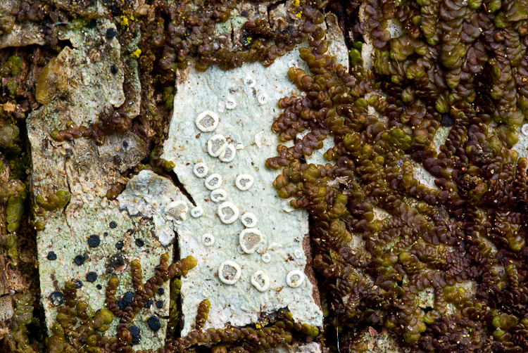 Lecanora leptyrodes