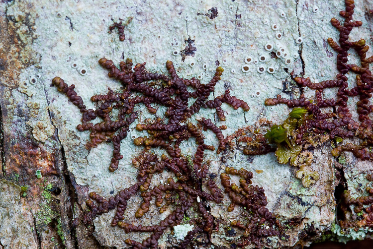 Lecania cyrtellina? no, Lecanora argentata
