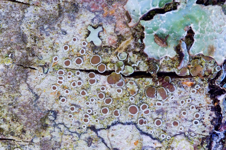 Lecania cyrtellina? no, Lecanora argentata