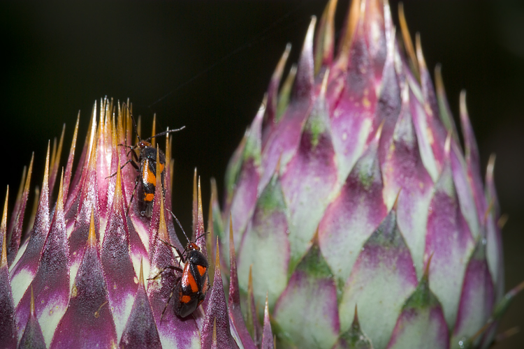 Deraecoris schach