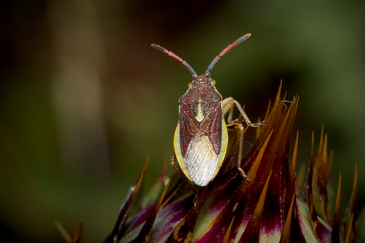 Maccevethus sp.