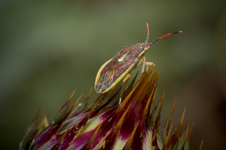 Maccevethus sp.
