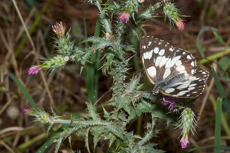 Melanargia galathea  e Melanargia arge