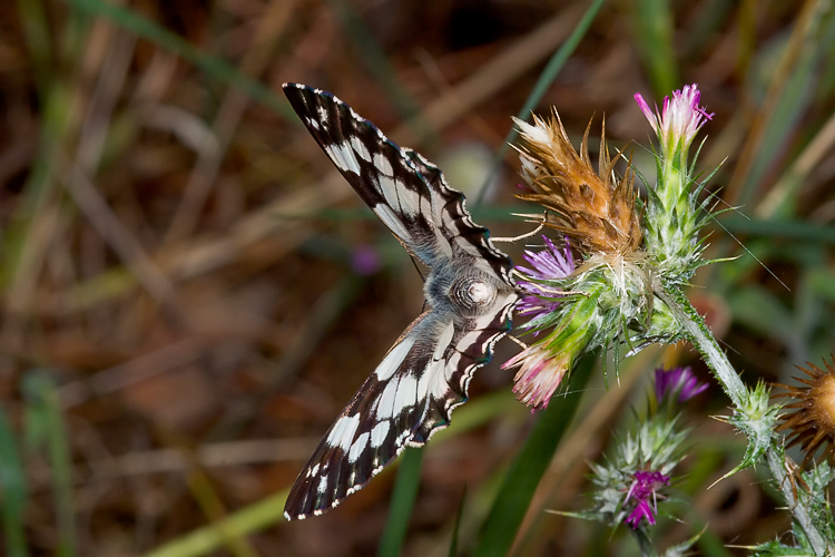 Melanargia galathea  e Melanargia arge