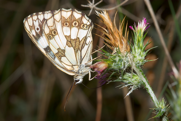 Melanargia galathea  e Melanargia arge