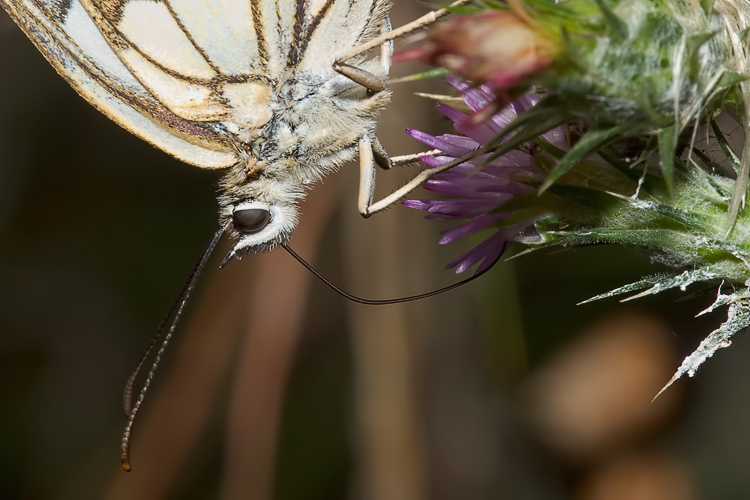 Melanargia galathea  e Melanargia arge