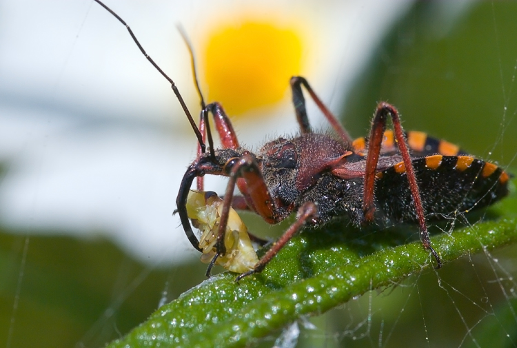 Rhynocoris sp.