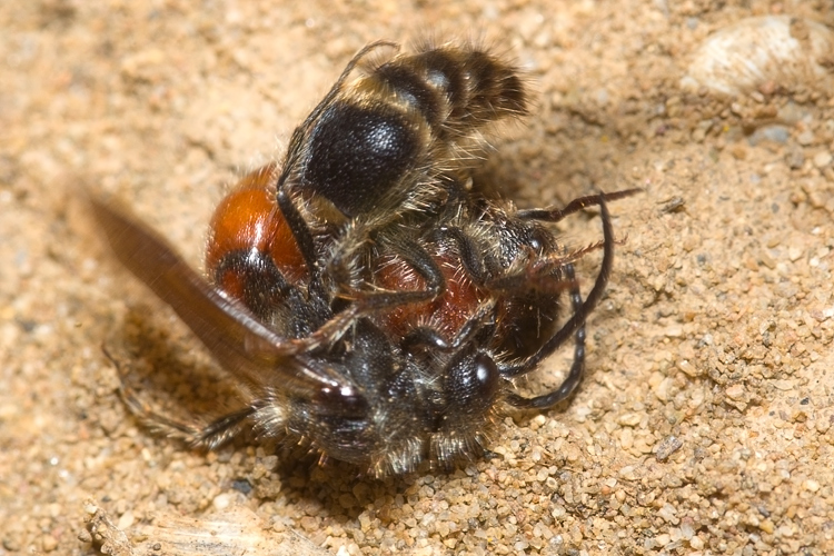 Tropidotilla litoralis (Mutillidae): l''accoppiamento.