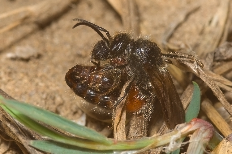 Tropidotilla litoralis (Mutillidae): l''accoppiamento.